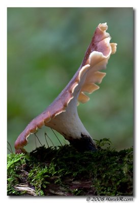 Polyporus badius