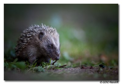 Canon_EOS_5D_Mark_II_20100708_195513_IMG_1372.jpg