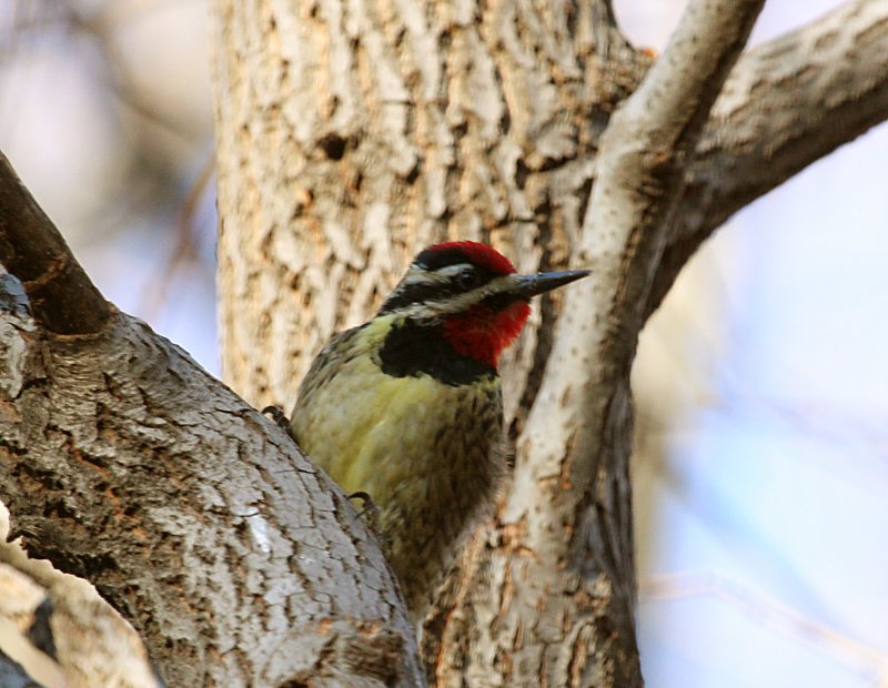 Yellow-bellied Sapsucker