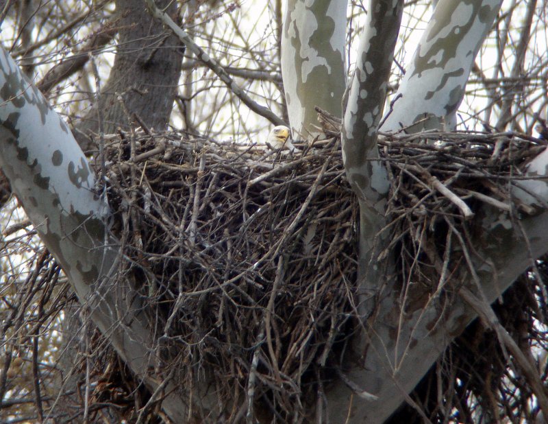 Bald Eagle nest at Great Falls, VA