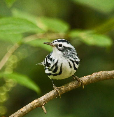 Black and White Warbler