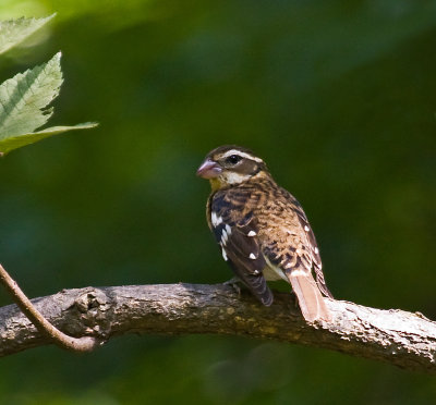 Rose-breasted Grosbeak