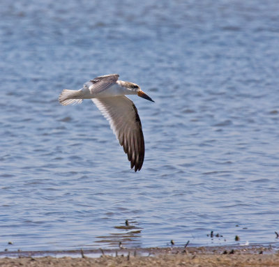 Black Skimmer