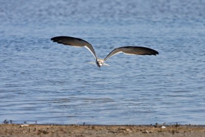 Black Skimmer