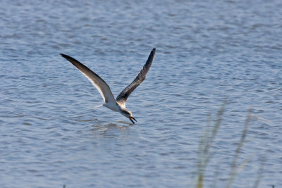 Black Skimmer