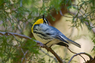 Yellow-throated Warber