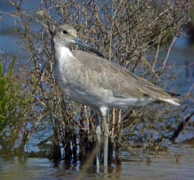Willet