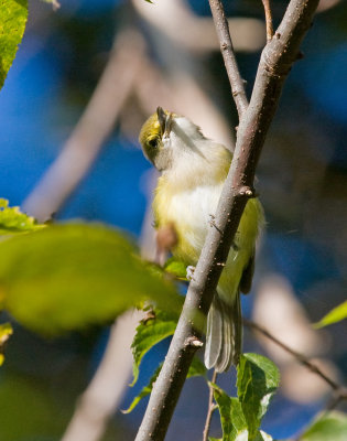 White-eyed Vireo