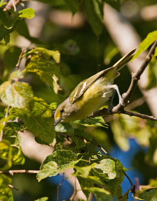 White-eyed Vireo