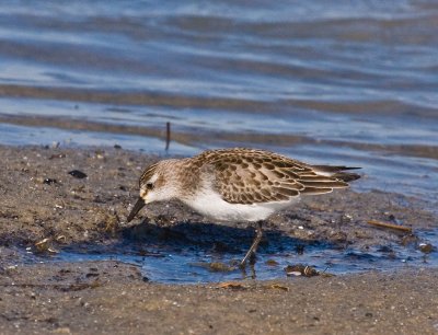 Semipalmated Sandpiper