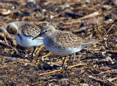 White-rumped Sandpiper