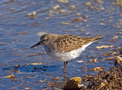 White-rumped Sandpiper