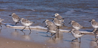 Sanderlings