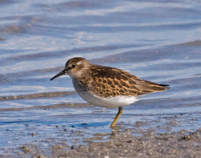 Least Sandpiper