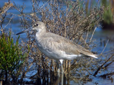 Willet