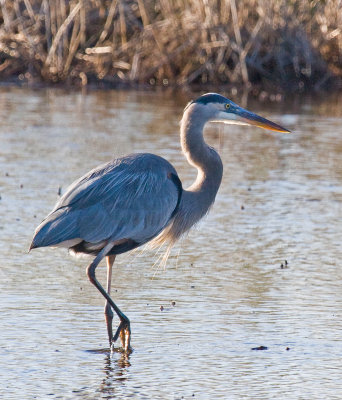 Great Blue Heron