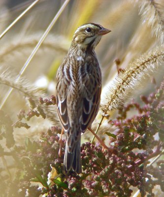 Savannah Sparrow