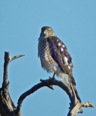 Sharp-shinned Hawk