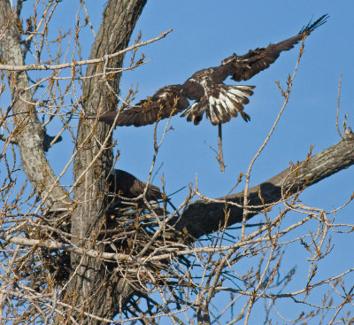 Subadult male arriving with stick for nest