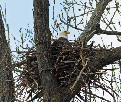 Female in nest