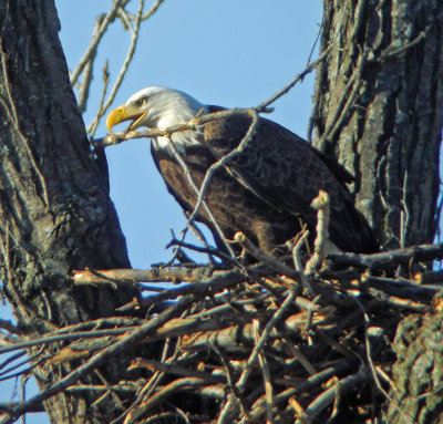 Female arranging sticks in nest