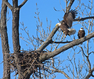 Female landing at nest; male on branch