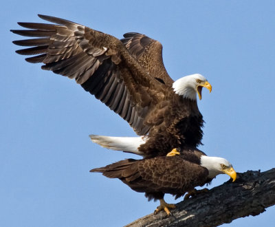 George Washington Memorial Parkway Bald Eagles