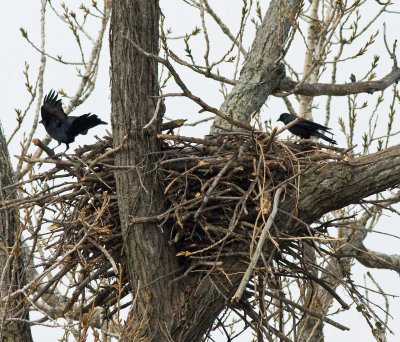Do the crows know eggs may be laid soon?