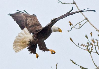 Male about to land in nest