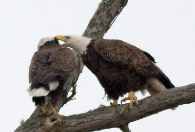 More courtship initiated by female