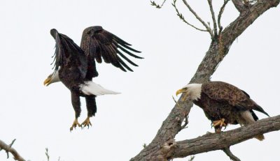 Male talking off