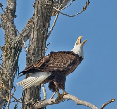 Male near nest