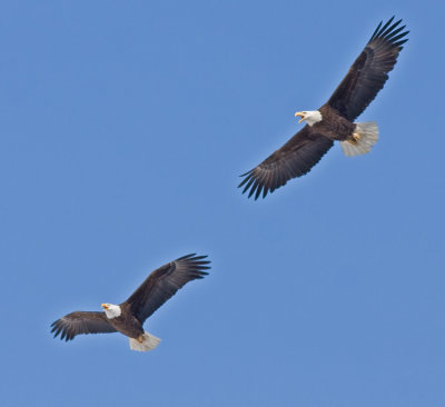 Nesting pair soaring together