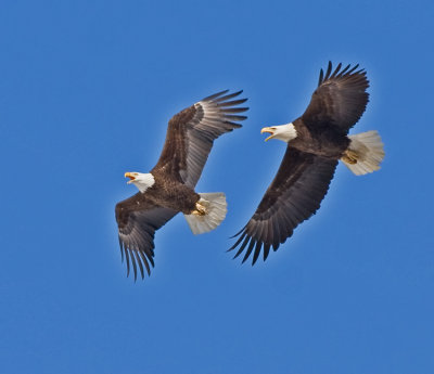 Bald Eagles in March 2009
