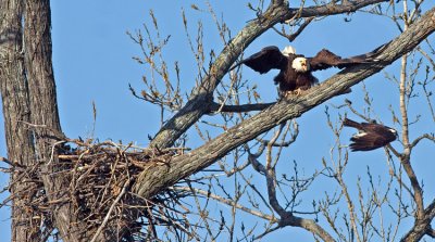 Female defending the nest from Osprey attack