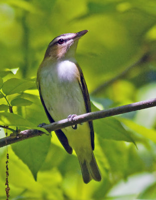 Red-eyed Vireo