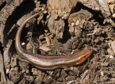 Occoquan Bay NWR, Woodbridge, VA Insects and Herps