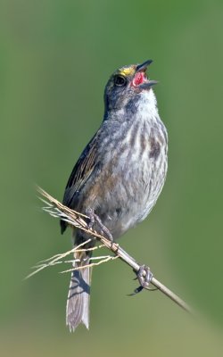 Seaside Sparrow