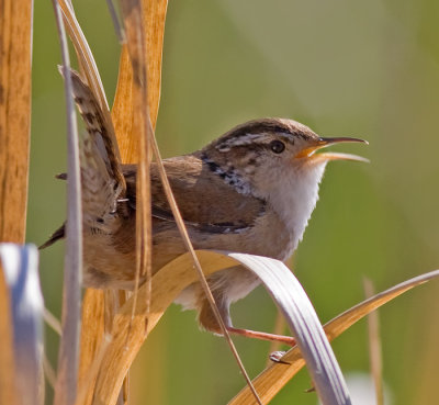 Marsh Wren