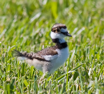 Young Killdeer