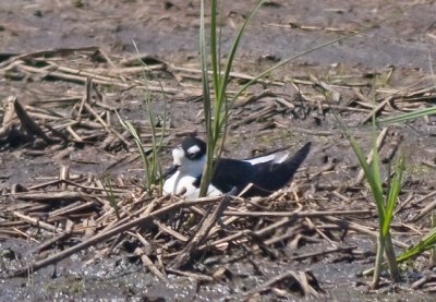 Black-necked Stilt on nest