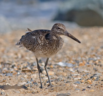 Willet