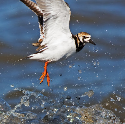 Ruddy Turnstone