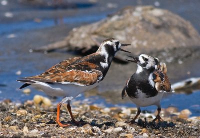 Ruddy Turnstones quarreling