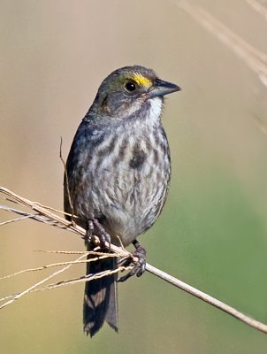 Seaside Sparrow