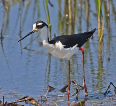 Black-necked Stilt