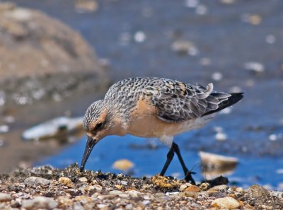 Red Knot