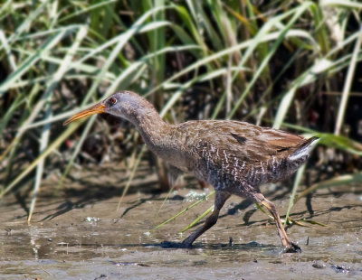 Clapper Rail