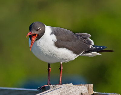 Laughing Gull