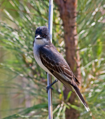 Eastern Kingbird